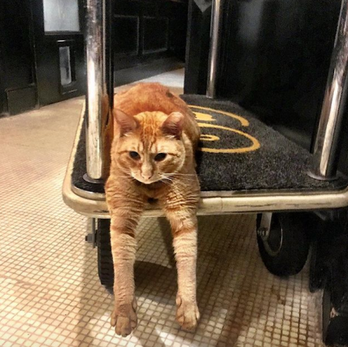 An orange cat lounging on a cart, with its front legs hanging off the side, in a cozy indoor setting.