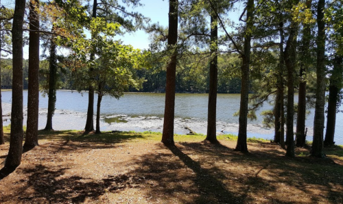 A serene lakeside view framed by tall trees, with sunlight filtering through the leaves and a calm water surface.