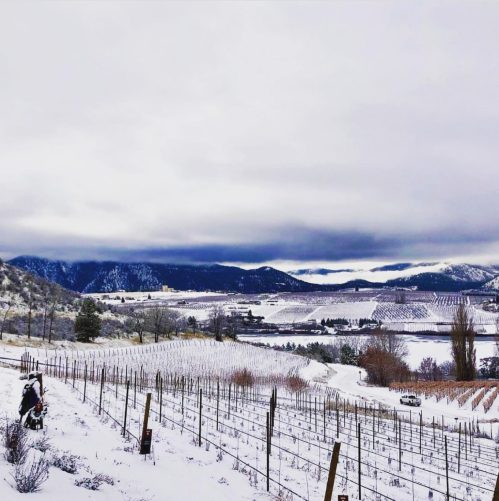 A snowy vineyard landscape with rows of grapevines, rolling hills, and a cloudy sky in the background.
