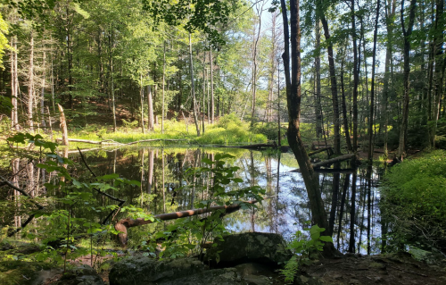 A serene forest scene with a calm pond reflecting trees and greenery under bright sunlight.