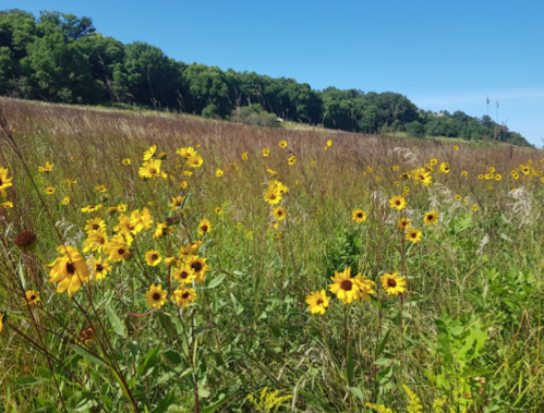 A vibrant field of yellow wildflowers under a clear blue sky, with green trees in the background.
