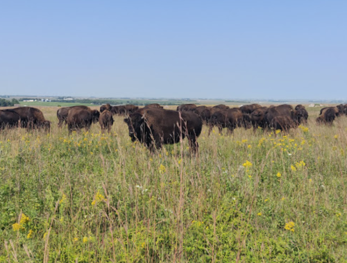 A herd of bison grazing in a grassy field with wildflowers under a clear blue sky.