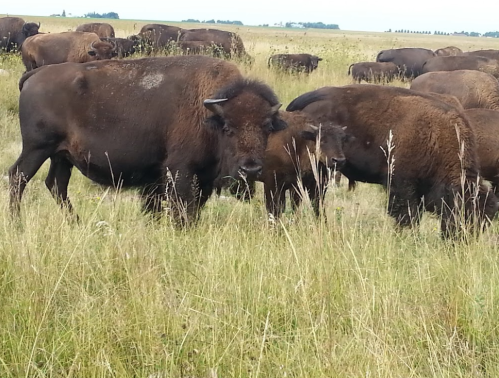 A herd of bison grazing in a grassy field under a clear sky.