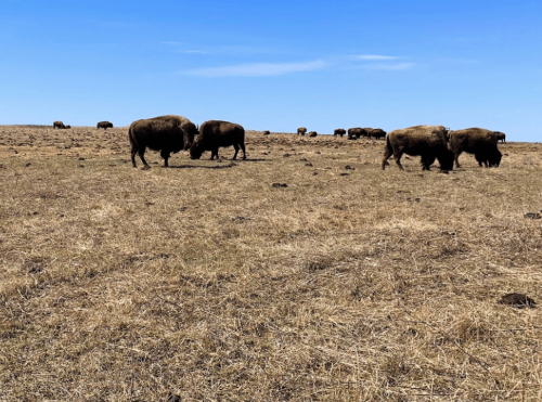 A herd of bison grazing on dry grassland under a clear blue sky.