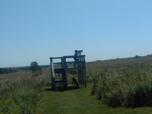 A dog plays on a wooden structure in a grassy field under a clear blue sky.