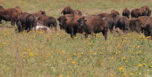 A herd of bison grazing in a grassy field dotted with yellow wildflowers.