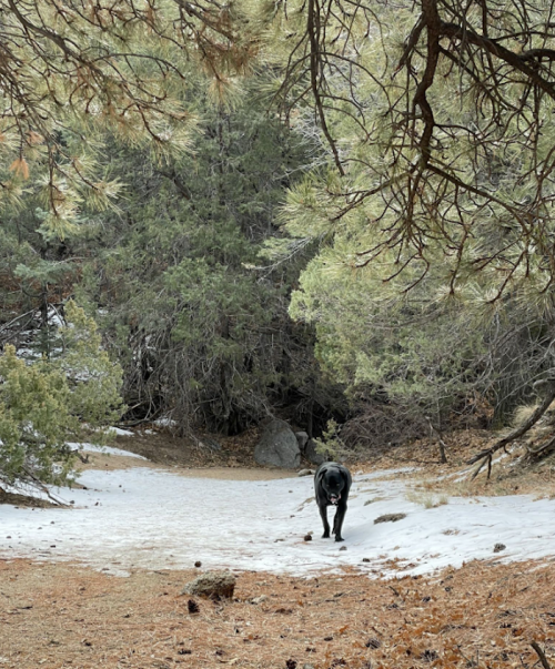 A black dog walks along a snowy path in a forest, surrounded by green trees and fallen leaves.