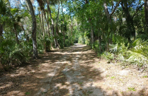 A dirt path winding through a lush, green forest with tall trees and scattered sunlight.