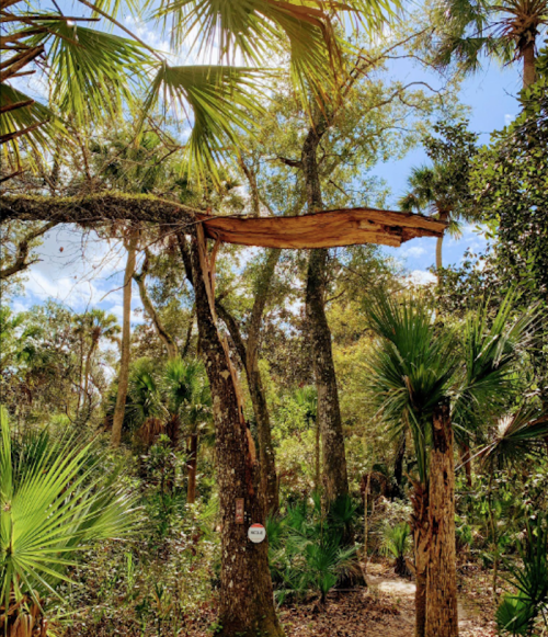 A sunlit forest scene with tall trees, palm fronds, and a large piece of bark hanging from a tree branch.