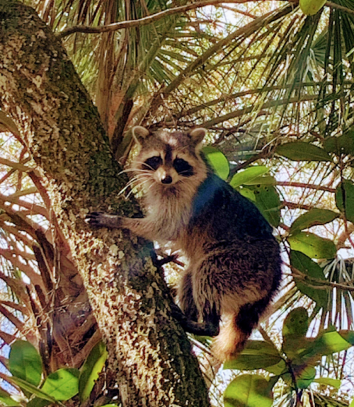 A raccoon climbs a tree, surrounded by green leaves and sunlight filtering through the branches.