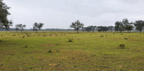 A wide, open grassy field with scattered trees under a cloudy sky.