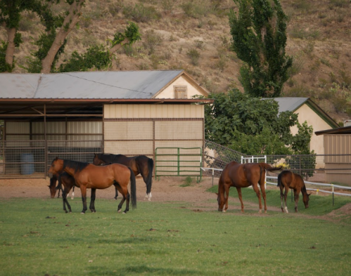 A group of horses grazing in a grassy area near a barn and trees in the background.