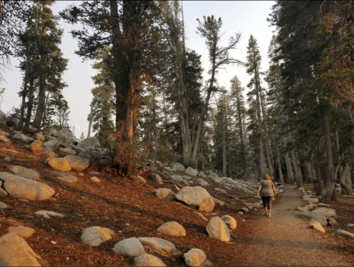 A person walks along a rocky path in a forest, surrounded by tall trees and boulders under a hazy sky.