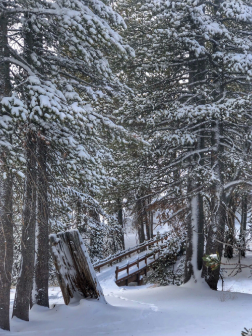 A snowy forest path winding through tall trees, with a wooden bridge in the distance.