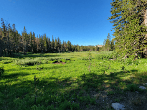 A serene meadow surrounded by tall trees under a clear blue sky, with lush green grass and scattered rocks.