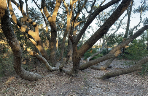 A sprawling tree with twisted branches and a sunlit forest floor, surrounded by greenery.