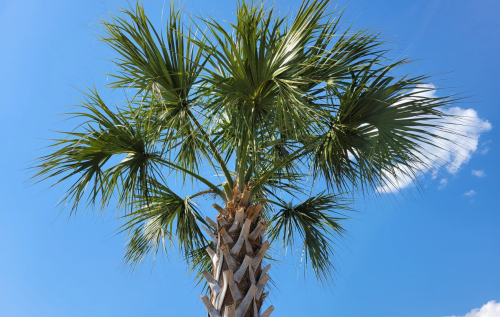 A tall palm tree with fan-shaped leaves against a bright blue sky with a few clouds.