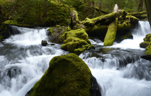 A serene stream flows over moss-covered rocks and fallen logs in a lush, green forest.