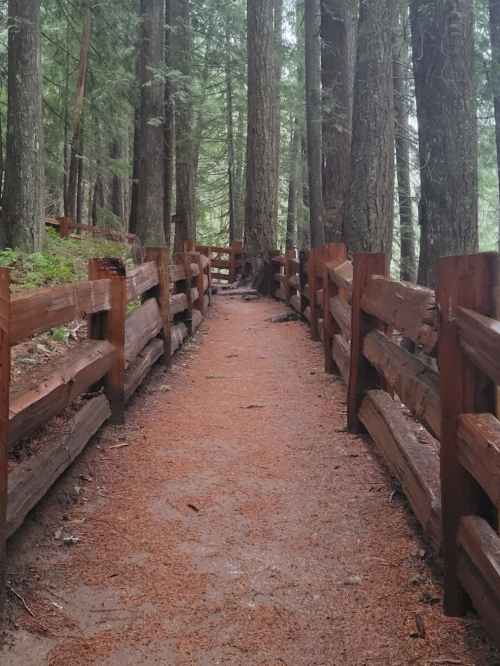 A forest path lined with wooden fences, surrounded by tall trees and a soft, reddish-brown ground cover.