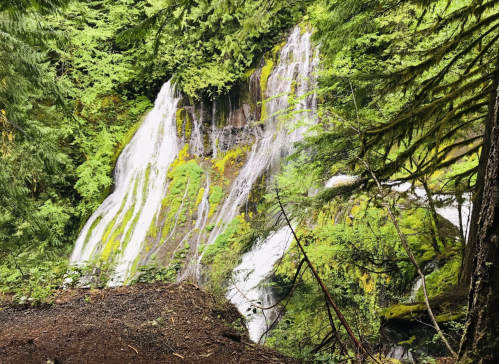 A lush green forest surrounds a cascading waterfall, with water flowing over moss-covered rocks.