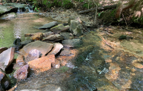 A serene stream flows over smooth rocks in a lush, green forest setting. Sunlight filters through the trees.