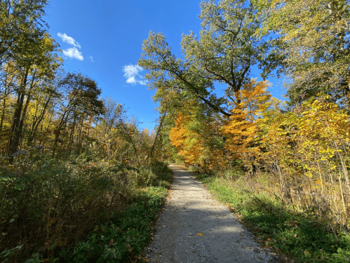 A scenic path through a colorful autumn forest under a clear blue sky.