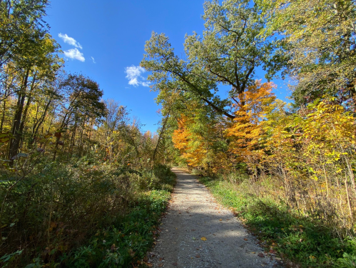 A scenic path through a colorful autumn forest under a clear blue sky.