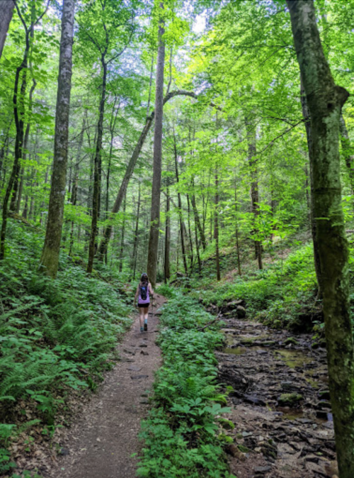A hiker walks along a narrow trail surrounded by lush green trees and ferns, with a small stream nearby.