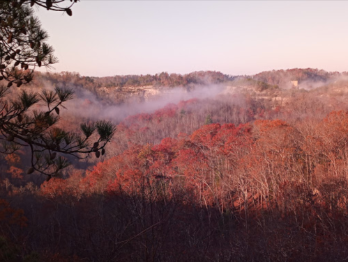 A misty landscape of autumn trees with vibrant red foliage, set against a soft morning light.