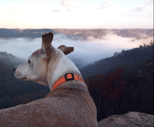 A dog with a bright orange collar gazes over a misty valley at sunrise, surrounded by trees and autumn colors.