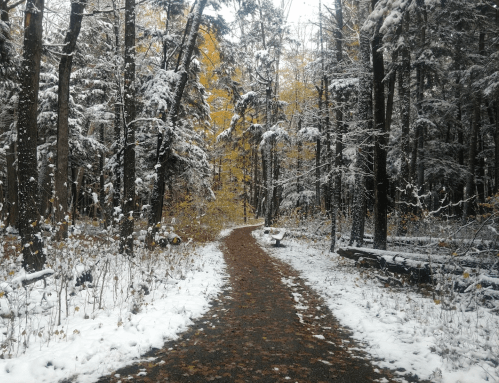 A snowy forest path lined with trees, some with yellow leaves, creating a serene autumn landscape.