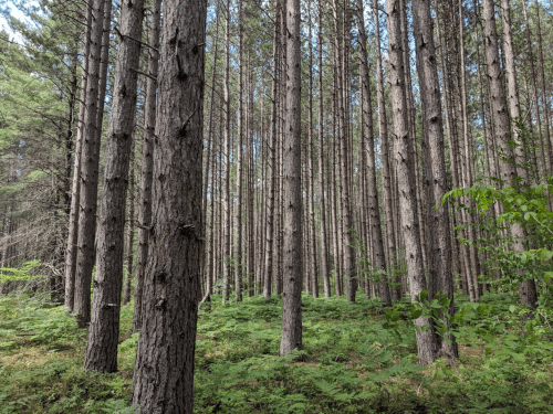 A dense forest of tall pine trees with green ferns and underbrush on the forest floor.