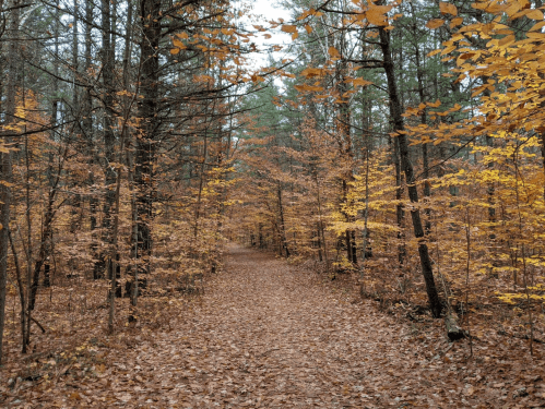 A serene forest path lined with trees displaying vibrant autumn leaves, surrounded by a carpet of fallen leaves.