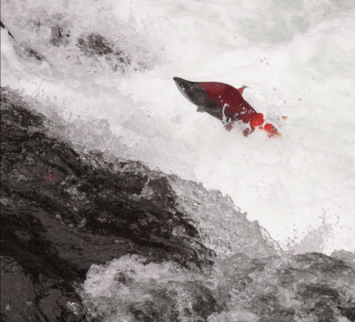 A salmon leaps through frothy white water over dark rocks in a river.
