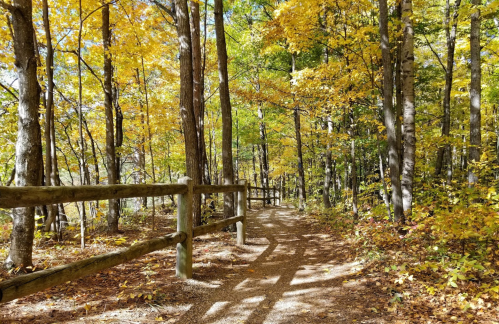 A winding path through a forest with vibrant autumn leaves and a wooden fence on one side.