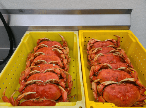 Two yellow bins filled with freshly caught red crabs, arranged neatly and ready for sale.