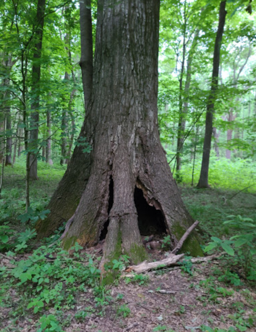 A large tree with a hollow trunk surrounded by lush green foliage in a forest setting.