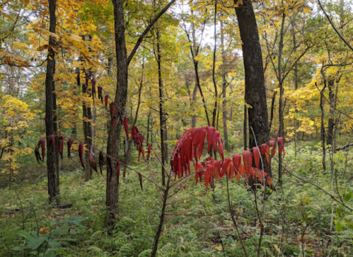 A vibrant forest scene with tall trees and colorful autumn leaves, featuring a cluster of red leaves in the foreground.