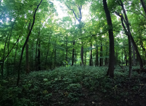 Lush green forest with tall trees and dense undergrowth, illuminated by soft sunlight filtering through the leaves.