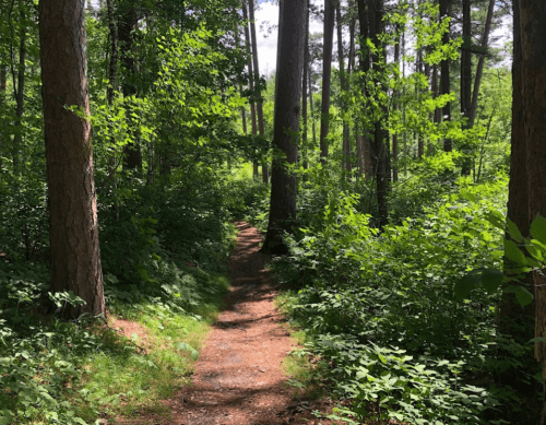 A winding dirt path through a lush green forest, surrounded by tall trees and vibrant foliage.
