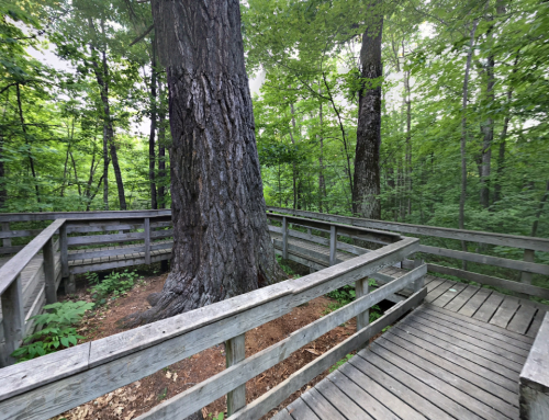 A wooden walkway winds around a large tree in a lush green forest.