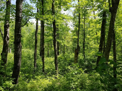 Lush green forest with tall trees and dense undergrowth, illuminated by soft sunlight filtering through the leaves.