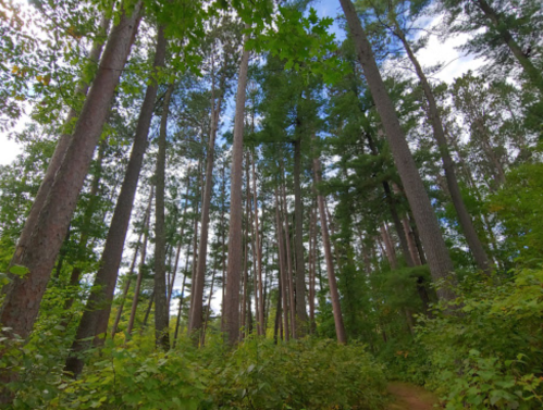 Tall trees stretch upward in a lush green forest, with a bright blue sky peeking through the leaves.