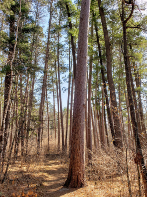 Tall trees with green foliage stand in a sunlit forest, creating a serene and natural pathway.