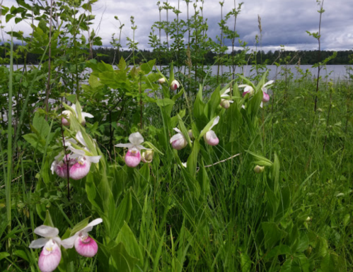 A lush green landscape by a lake, featuring clusters of pink and white flowers among tall grass and plants.