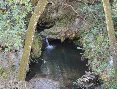 A serene forest scene featuring a small stream flowing through lush greenery and moss-covered rocks.