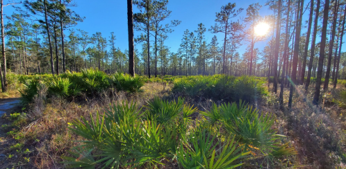 Sunlight filters through tall trees in a lush green forest, with vibrant palm plants in the foreground.
