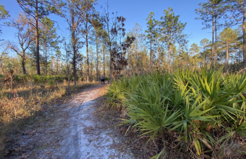 A winding dirt path through a forest with tall trees and lush green plants on either side.