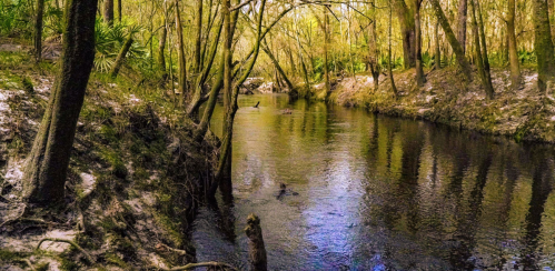 A serene river flows through a lush, wooded area, with trees reflecting in the calm water under soft sunlight.