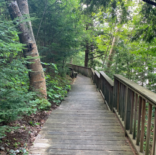 A wooden boardwalk winding through a lush green forest with trees on either side.